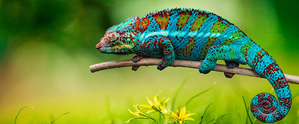 The Curious Case of Chameleon Leadership: Adapting Your Style to Suit Your Team’s Ever-Changing Needs