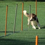 Leadership agility is not about moving faster. Executive coaching reveals why sense-making, not speed, drives better decisions and lasting impact.