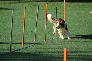 Leadership agility is not about moving faster. Executive coaching reveals why sense-making, not speed, drives better decisions and lasting impact.
